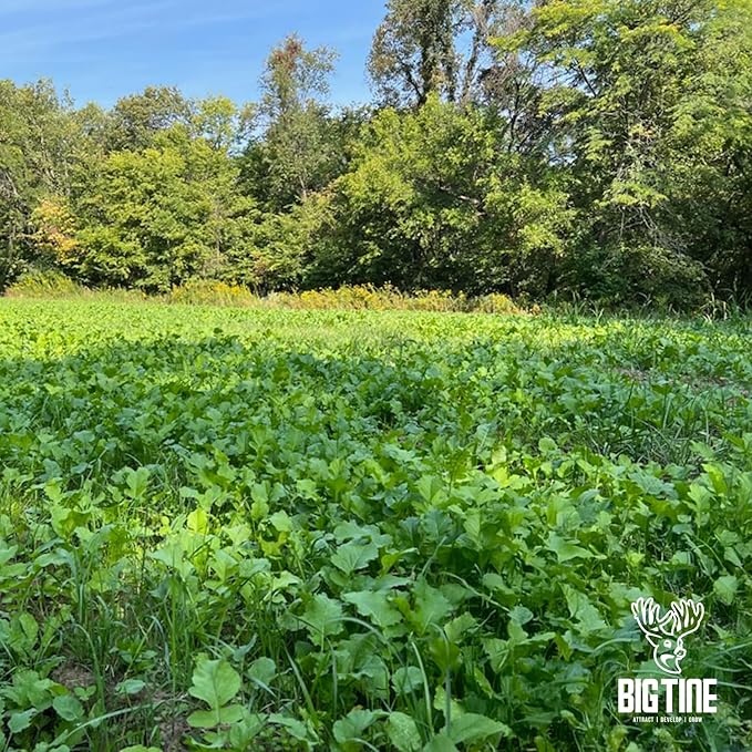 Big Tine Food Plot Mix, Deer Attractant, Buck Brunch, No-Till Food Plot Mix, 4 lbs Bag, Great for Remote Plots, Fast Growing, Shade Tolerant