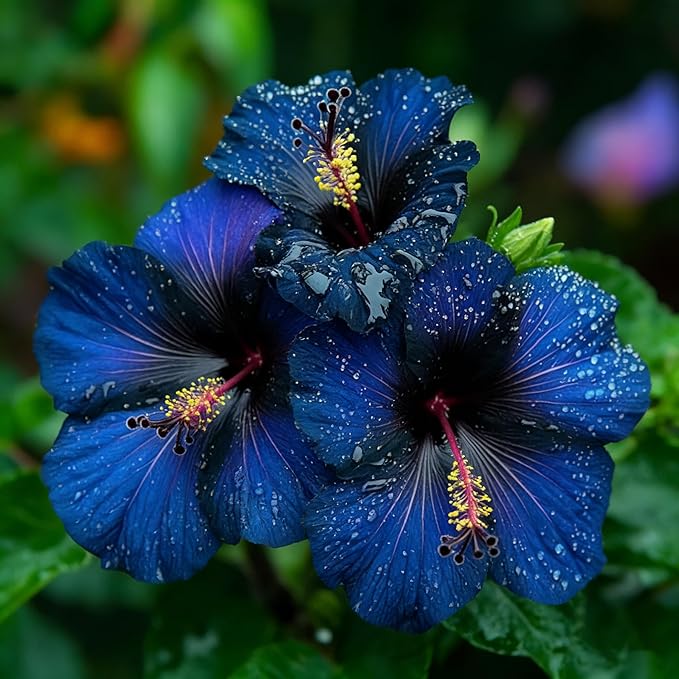 200 Hibiscus Flower Seeds for Planting, Mixed Color Rare Hibiscus Flower Seed, Non-GMO Heirloom Variety Bonsai Seed for Home Garden, Potted Decoration