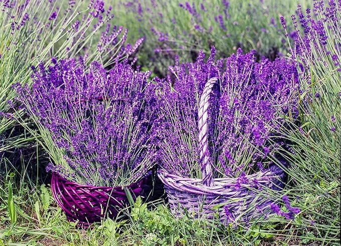 Seeds Lavender Herbs Garden for Planting Non GMO