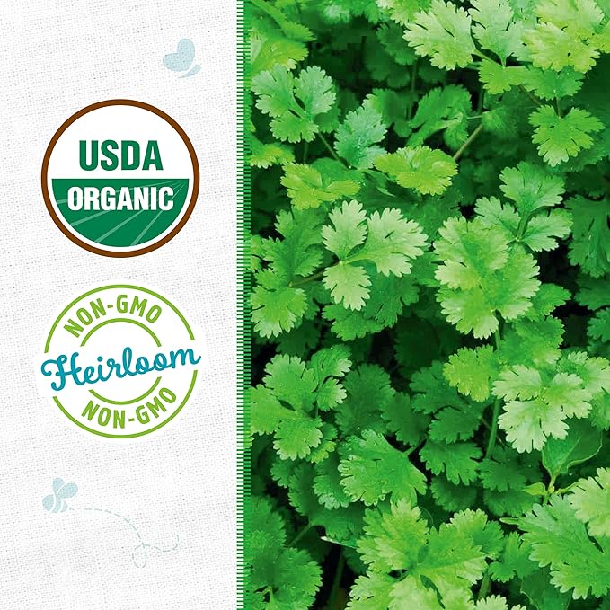 Back to The Roots 100% Organic Seed Packet Cilantro 'Slow Bolting'