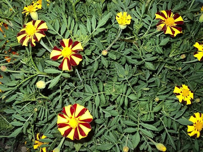 NIKA SEEDS - Seeds Flowers French Marigold Majestic Annual - 100 Seeds
