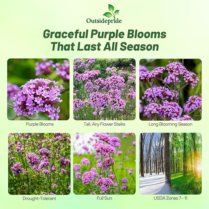 Outsidepride Purpletop Verbena Seeds for Planting - 10000 Pcs. Annual, Drought Tolerant & Easy to Grow, Ground Cover with Fragrant & Vibrant Blooms for Containers, Borders & Pollinator Gardens