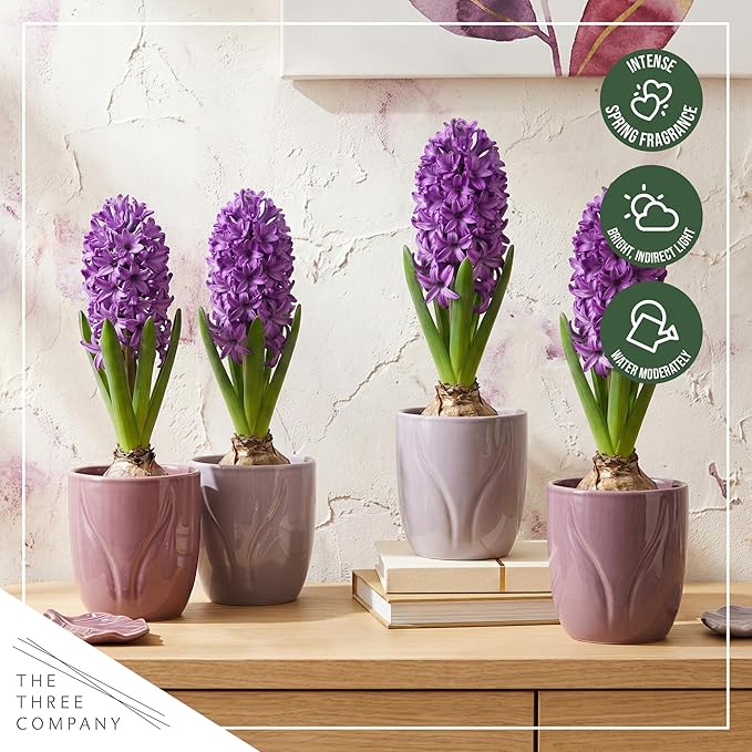 Live Flowering Hyacinth (4 Per Pack) - Purple, Beautiful Spring Bulbs, Ships Dormant in a 1 Pint Pot, Blooms in 2-3 Weeks