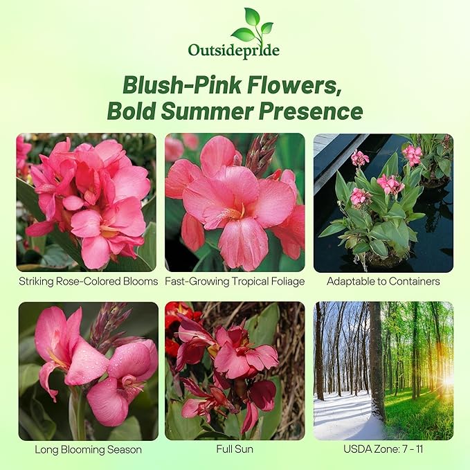Outsidepride Rose Canna Lily Flower Seeds - 10 Pcs Perennial Seeds for Planting Outdoors with Colorful Blooms for Cut Flowers, Tropical & Water Gardens, Borders, & Poolside Planting