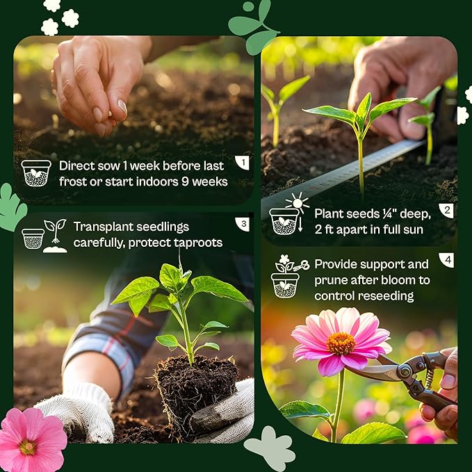 SVI 100 Mix Hollyhock Seeds (Alcea rosea) - Mallow, Common Hollyhock Seed Packets, Attracts Hummingbirds - Heirloom Flower Seeds for Outside & Inside, Meadows, Fences, Beds
