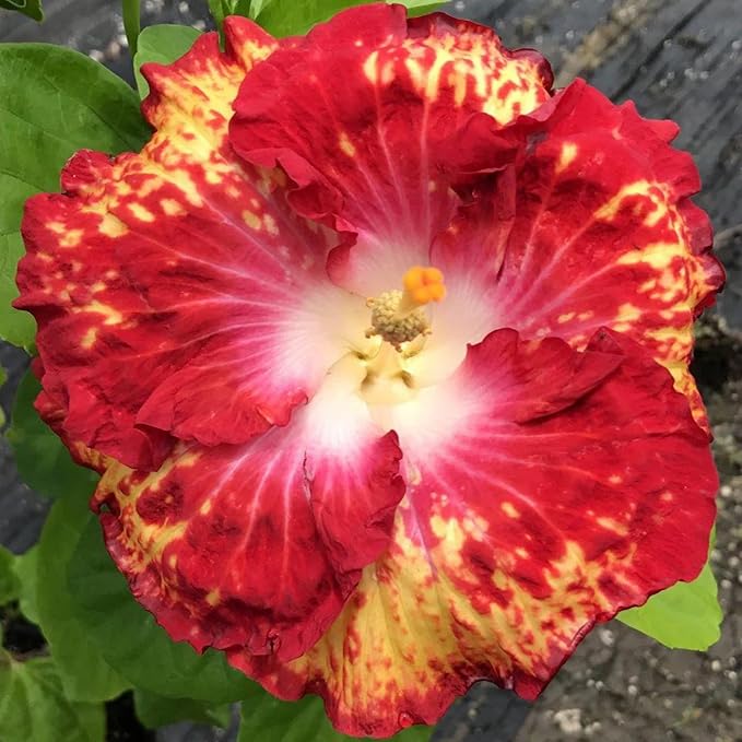 250+ Hibiscus Flower Seeds for Planting - Giant Flower Tropical Potted Plants Seeds Non-GMO Heirloom Seeds Fresh Perennial Exotic Plant Bonsai Seeds