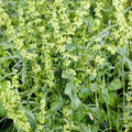 Palm Beach Medicinal Herbs - Yellow Dock (Rumex crispus) - Packet of 50 Seeds