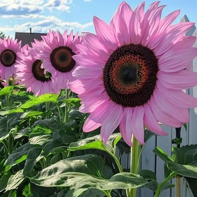 Mixrug Mix Sunflower Seeds for Planting, 500+pcs Rare Perennial Sunflower Flowers Seeds to Plant, Non-GMO Heirloom Colored Beauty Flowers Plants Attracts Pollinators for Home Garden Outdoors