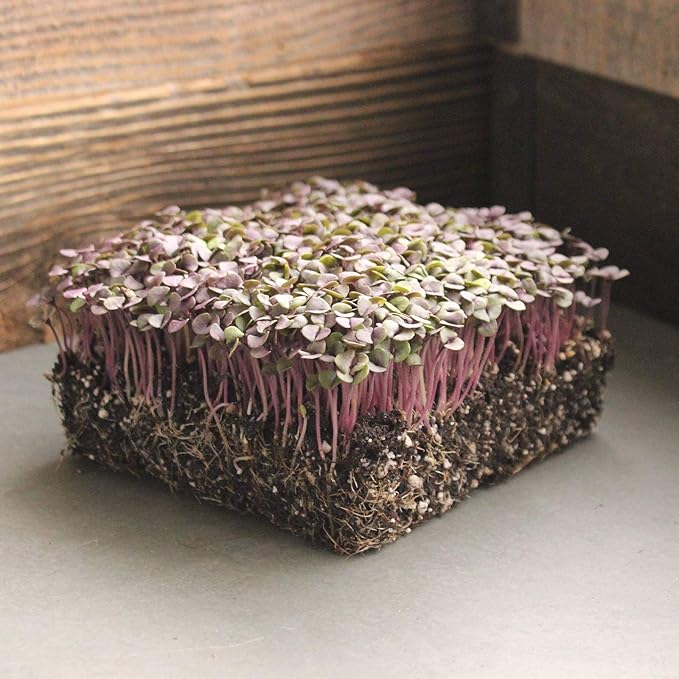 Basil Herb Garden Seeds - Red Rubin - 4 Oz - Non-GMO Herbal Gardening & Microgreens Seeds