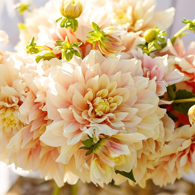 Eden Brothers Dahlia Bulbs (Dinnerplate) - Break Out, Non-GMO Bulbs for Planting, 2 Bulbs | Low-Maintenance Flower Bulbs, Plant During Spring, Zones 8, 9, 10, 11