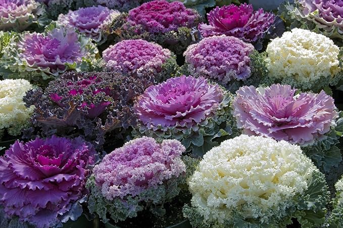 Seeds Vegetable Flowering Kale Mix (Ornamental Cabbage) Large Leaf - 50-100 Seeds