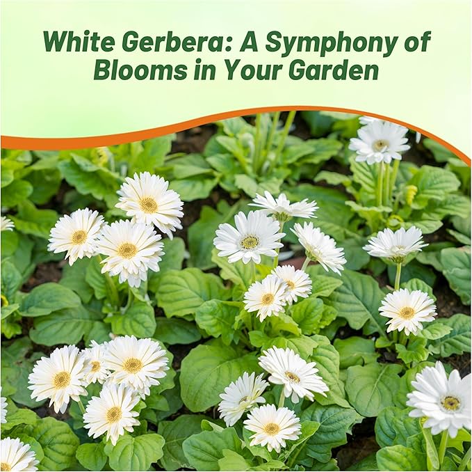 Outsidepride Vanilla Gerbera Seeds - 20 Pcs Perennial, Compact & Low Maintenance, Flower Seeds for Planting w/Vibrant White Blooms, Ideal for Garden Landscaping & Cut Flower Arrangements