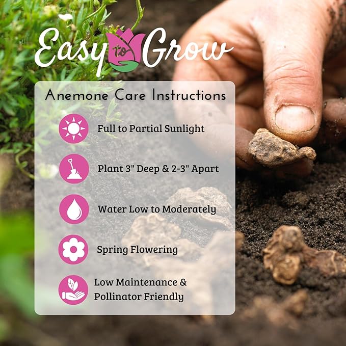 Easy to Grow Anemone Rosea 20 Plant Bulbs - Pink Flowers in Spring, Full Sun Zones 8-10