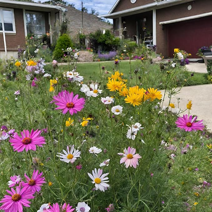 Created By Nature All-Annual Wildflower Seed Mix, 21 Varieties, 46,000 Wildflower Seeds
