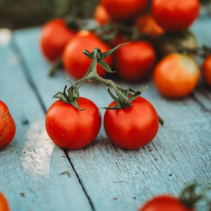 Tommy Toe Tomato - 50 Seeds - Rare Heirloom Cherry Tomato, Open-Pollinated Variety, Non-GMO Large Red Cherry Tomato Seeds for Planting in The Home Garden, Thresh Seed Company