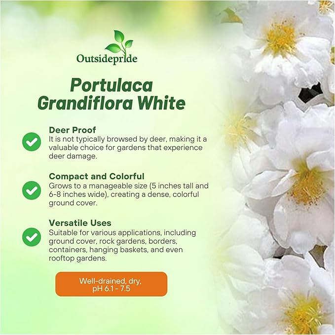 Outsidepride White Moss Rose Seeds - 500 Pcs Annual, Drought & Heat Tolerant, Pollinator Friendly Ground Cover Seeds for Planting w/Vibrant Blooms & Succulent Foliage, Ideal for Xeriscaping