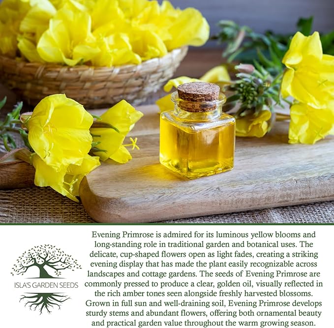 Evening Primrose Mix Flower Seeds (Oenothera lamarckiana) – 1500+ Heirloom Seeds per Packet, by Isla’s Garden Seeds, Bright Yellow Night-Blooming Flowers for Home Gardens, Borders & Naturalized Areas
