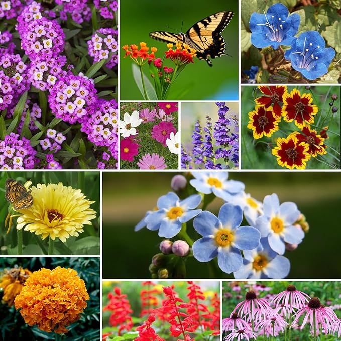 Groundio Wildflower Seeds Bulk, 1/4 lb, 100,000+ Seeds, 26 Variety Mix with Zinnia, Milkweek Seed, Attracts Pollinators, Plant in Spring or Fall, Zones 3, 4, 5, 6, 7, 8, 9, 10
