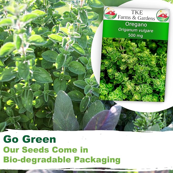 TKE Farms & Gardens - Oregano Seeds for Planting, 3000+ Non-GMO Heirloom Seeds, 500mg, Open Pollinated Perennial Herb, Origanum vulgare, for Indoor & Outdoor Gardens, Qty 1