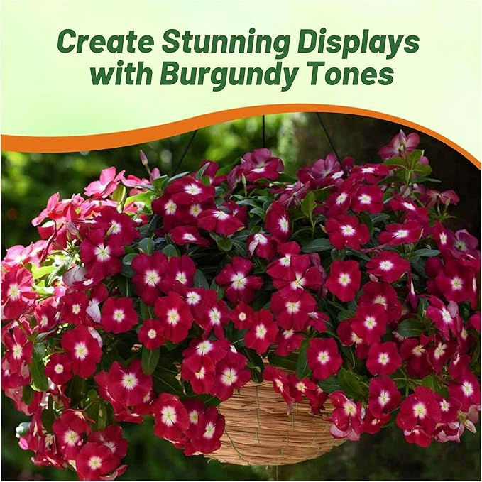 Outsidepride Burgundy Periwinkle Seeds for Planting – 50 Pcs Annual, Fast-Blooming, Heat & Drought Tolerant Vinca Flower Seeds with Vibrant Colors Ideal for Gardens, Beds, Borders & Containers