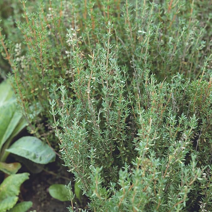 Winter Thyme Seeds – 0.25 oz (~2,350+ Seeds) – Thyme Herb Seeds for Planting – Suitable for Indoor or Outdoor Herb Gardens – Can Be Used as Ground Cover, Culinary Herb, or Flowering Plant