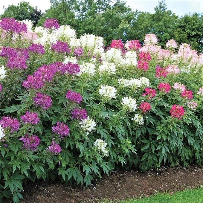 200+ Seeds Spider Plant Queen Mix Cleome - Flower Multicolor