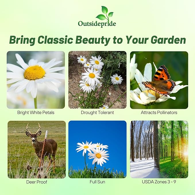 Outsidepride Shasta Daisy Chrysanthemum Seeds - 5000 Pcs. Perennial Deer Proof, Drought Tolerant, Wildflower Seeds for Pollinator Gardens, Cut Flowers & Water-Efficient, Low Maintenance Landscaping