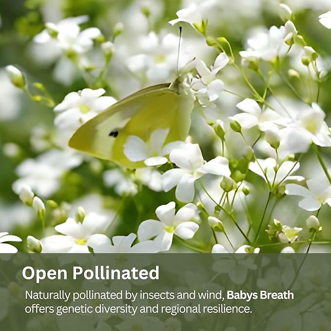 Baby’s Breath Seeds – 20,000+ Seeds – 1 oz Bulk Resealable Packet – Quick Blooming Gypsophila elegans Flower Seeds with White Blooms for Bouquets, Borders & Wildflower Gardens
