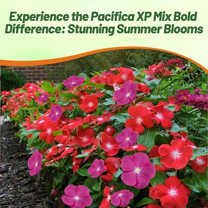 Outsidepride Pacifica XP Bold Mix Periwinkle Seeds for Planting – 100 Pcs Annual, Fast-Blooming, Heat & Drought Tolerant Vinca Flower Seeds with Vibrant Colors for Gardens, Beds & Containers