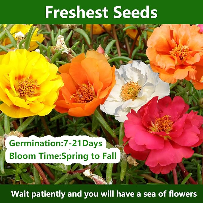 Moss Rose Seeds, 20,000+ Bulk Flower Seeds for Planting Outdoors(99% Pure Live, Non-GMO), Mixed Colors and Large Blooms, Attracts Pollinators, Easy to Grow