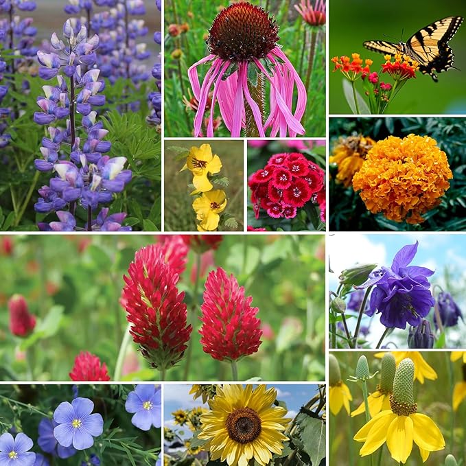 All Perennial Wildflower Seeds Bulk, 1/4 lb, 100,000+ Seeds, 26 Variety Mix with Milkweek, California Blue Bell, Attracts Pollinators, Plant in Spring or Fall, Zones 3, 4, 5, 6, 7, 8, 9, 10
