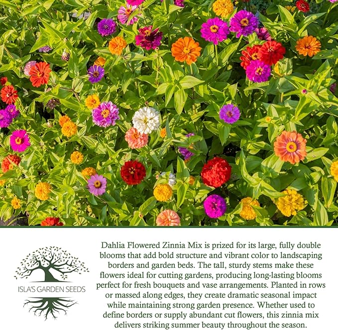 Dahlia Flowered Zinnia Mix Seeds (Zinnia elegans) – 500+ Non-GMO Heirloom Seeds by Isla’s Garden Seeds, Stunning Large Blooms, Vibrant Cut Flowers, Attracts Pollinators, Easy to Grow, Gardening Gift
