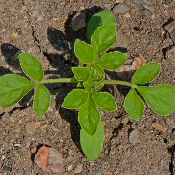 Seed Needs Cleome Seeds for Planting Spider Plants - Heirloom & Open Pollinated Wildflower Seeds to Grow a Butterfly Garden to Attract Pollinators (1 Pack)
