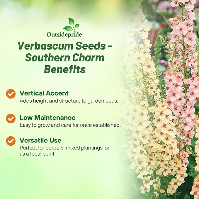 Outsidepride Southern Charm Mullein Seeds for Planting - 30 Pcs Self-Seeding, Perennial Heirloom Seeds for Planting Flowers, for Cut Flower Arrangements, Xeriscaping, Rock Gardens & Containers