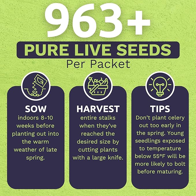 Organic Celery Seeds ‘Tall Utah’ – Two Seed Packets! – Over 1,926 Open Pollinated Heirloom Non-GMO Seeds – Sweet Yards Seed Co.