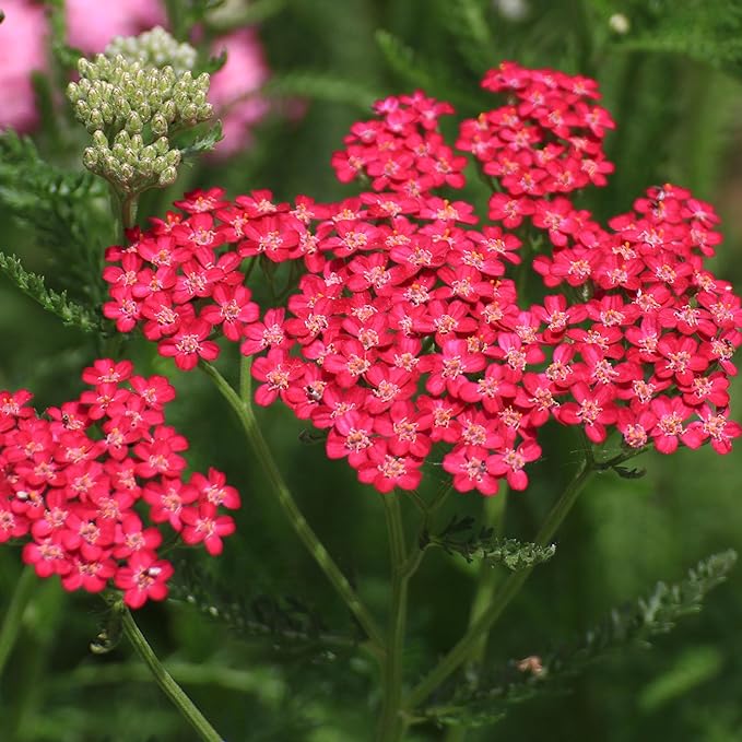 Colorful Yarrow Seeds for Planting, 1000+pcs Rare Perennial Achillea Yarrow Flower Seeds Non-GMO Heirloom Herbs Plants, Open Pollinated Beauty Home Garden for Outdoors