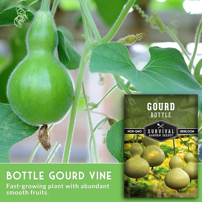 Bottle Gourd Seed for Planting - 2 Packets with Instructions to Plant & Grow Birdhouse or Calabash Gourds in Your Home Vegetable Garden - Non-GMO Heirloom Variety - Survival Garden Seeds