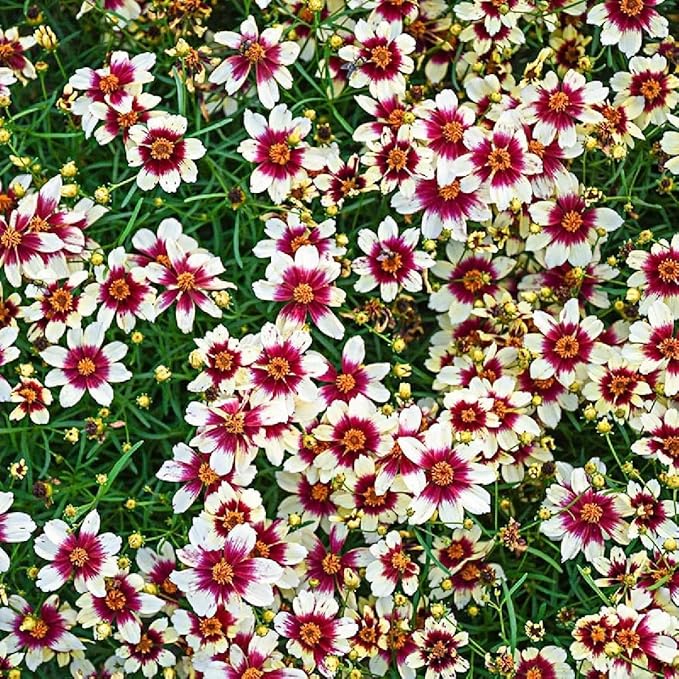 5000+ Coreopsis Plains Wildflower Seeds - Perennial Non-GMO Heirloom Seeds, Drought-Tolerant for Natural Wildflower Gardens