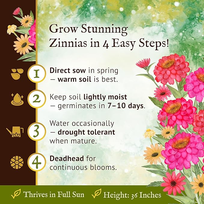 Everwilde California Giants Zinnia Seed Mix 200 Count – Bright Blooms in Pink, Purple, Red, Orange, Yellow & White – Easy-to-Grow Annuals for Gardens & Bouquets – XL Gold Vault Packet