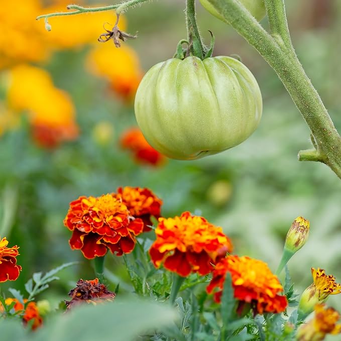 The Old Farmer's Almanac Petite Mixture Marigold Seeds - Premium Non-GMO, Open Pollinated, USA Origin (5 Packets, 5 Grams, Approx 1000 Seeds)