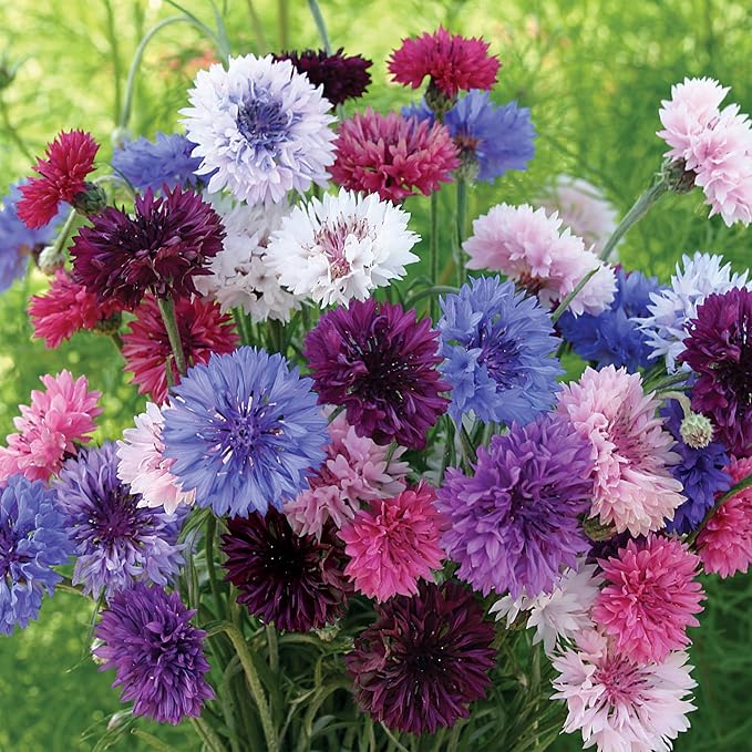 Burpee Tall Double Cornflower Seeds - Heirloom Blue Bachelor Buttons