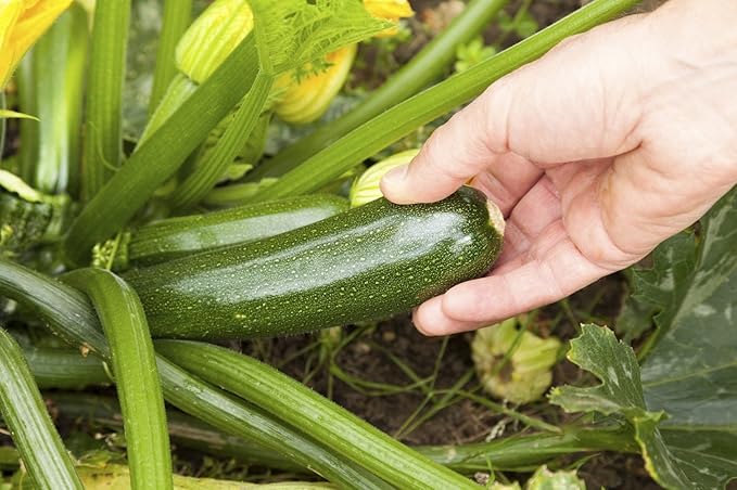 SeedsUP - 30+ Seeds Zucchini Sungreen - Vegetable Green