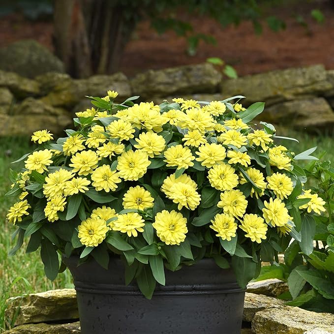 Eden Brothers Zinnia Seeds - Zahara Double Yellow