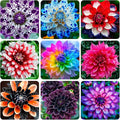400+Perennial Mixed Dahlia Pompon Flower Seeds for Planting Ourdoor Beautiful Heirloom