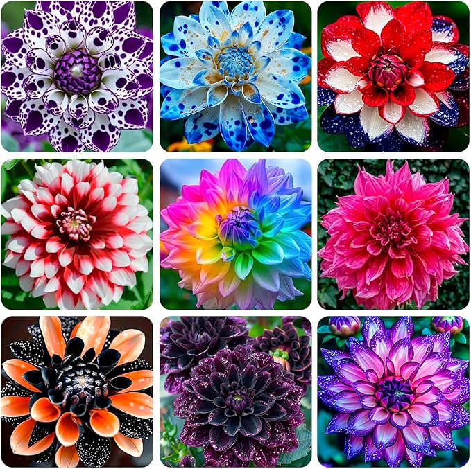 400+Perennial Mixed Dahlia Pompon Flower Seeds for Planting Ourdoor Beautiful Heirloom