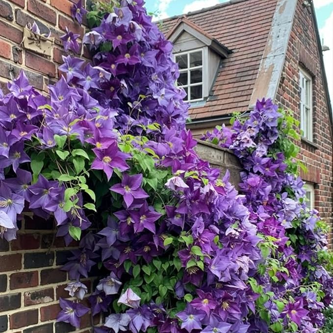 320+ Mixed Color Clematis Vine Plant Seeds, Clematis Seed for Planting Large Blooms Perennial Vine Clematis Flower Seeds, Easy to Growing
