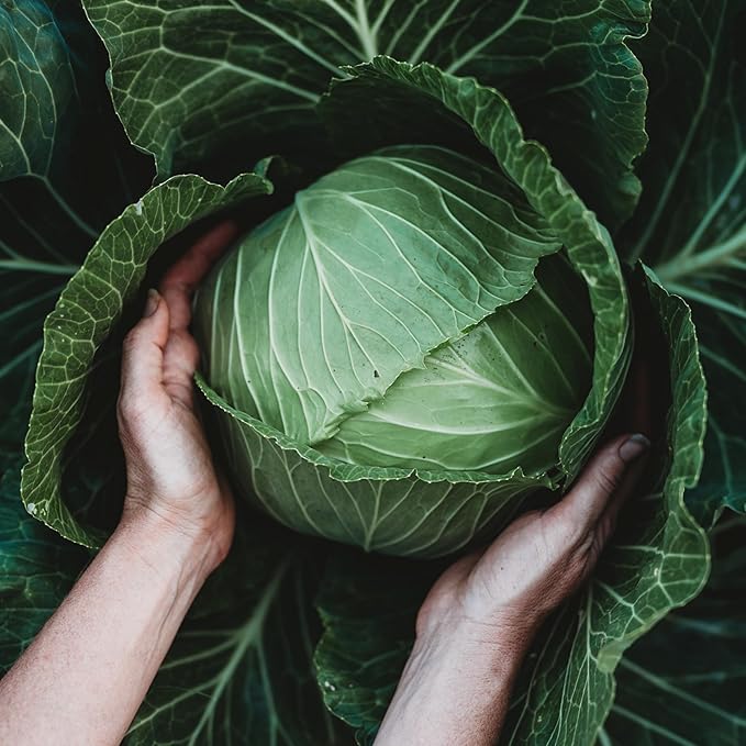 Danish Ballhead Cabbage - 100 Seeds - Heirloom & Open-Pollinated Variety, Non-GMO Vegetable Seeds for Planting Outdoors in The Home Garden, Thresh Seed Company