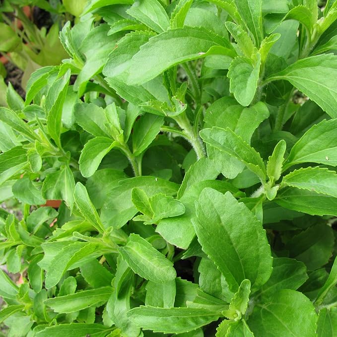 2 Stevia Plants Live, 5-9 Inch Tall, Stevia Seedlings for Planting Indoor Outdoor, Stevia Mint Herb