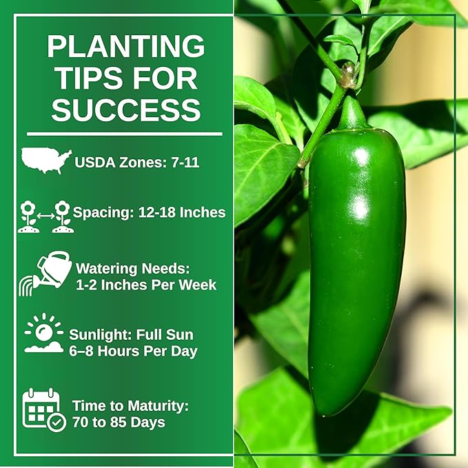 TKE Farms & Gardens - Jalapeno Pepper Seeds for Planting, 100+ Heirloom Non-GMO Seeds, Indoor & Outdoor Vegetable Garden, Perfect for Salsa & Hot Sauce
