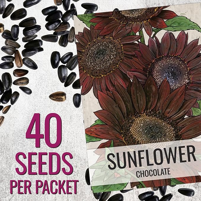 Seed Needs Sunflower Seeds for Planting Chocolate Sunflowers - Heirloom & Open Pollinated Flower Seed to Plant & Grow an Outdoor Wildflower Butterfly Garden (1 Pack)